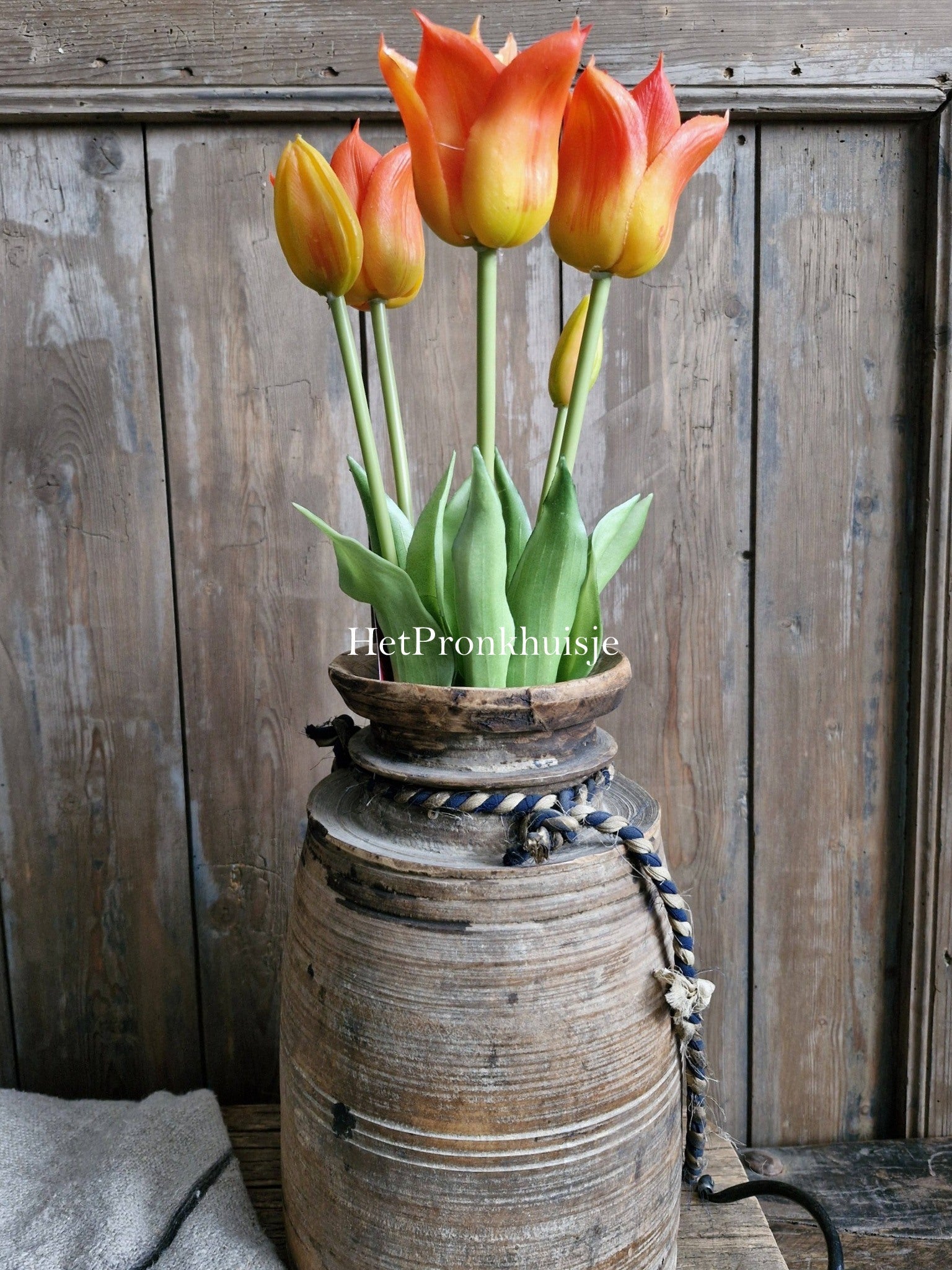 Punt tulp. Oranje