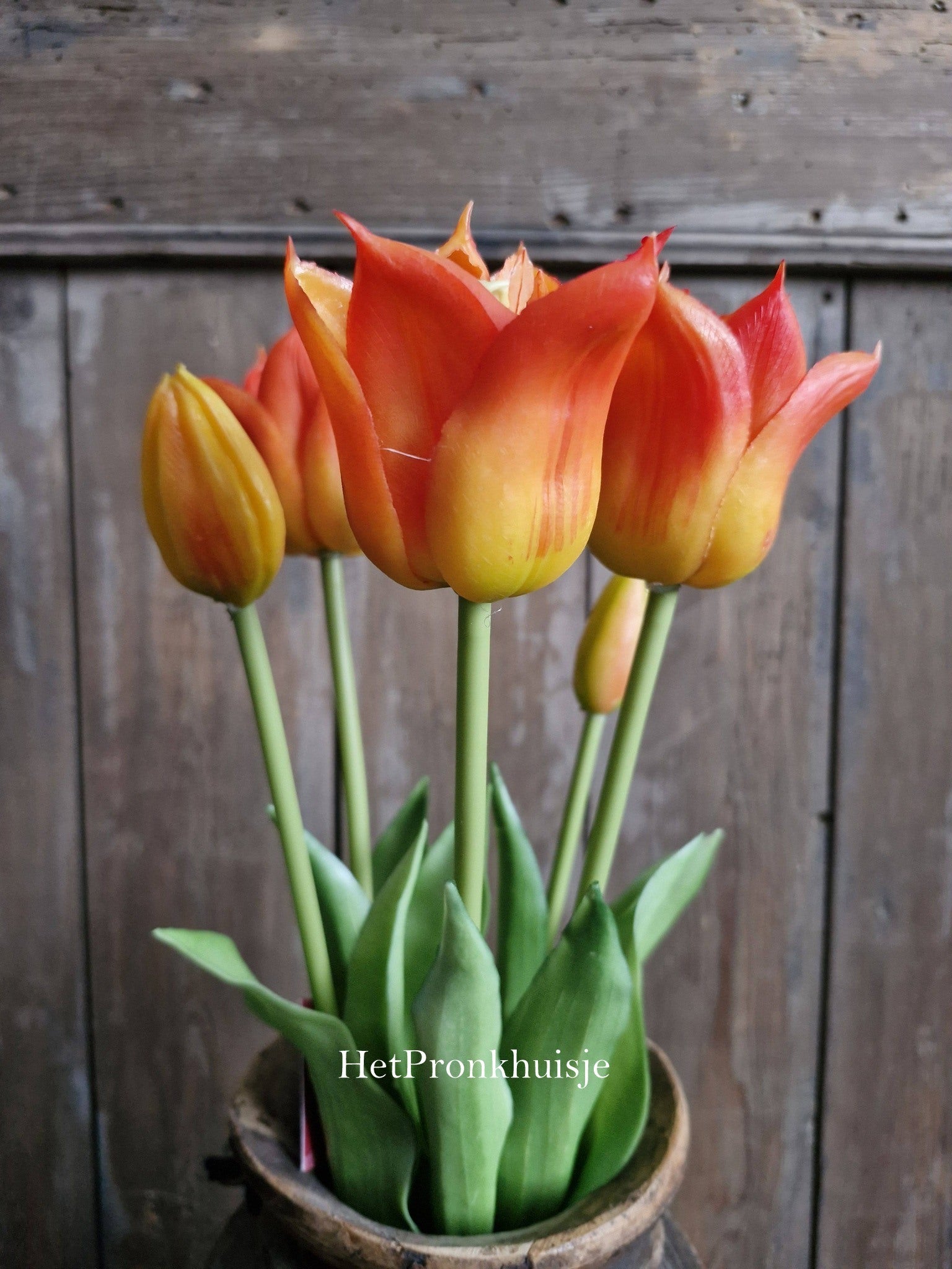 Punt tulp. Oranje