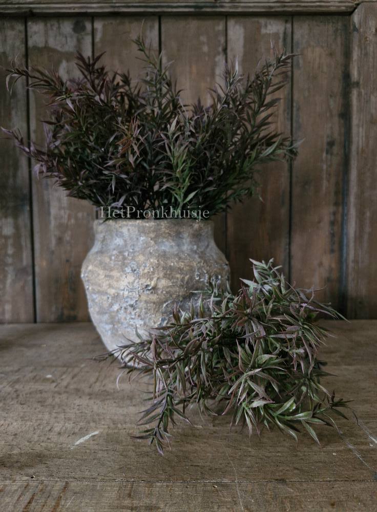 Rozemarijn Bush dark