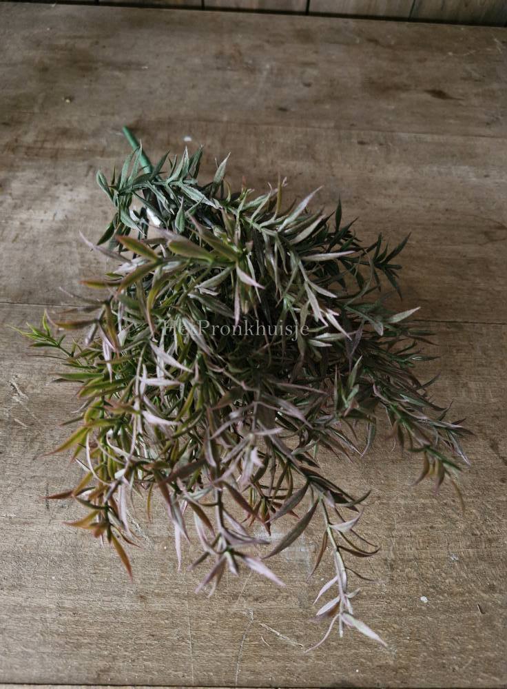 Rozemarijn Bush dark