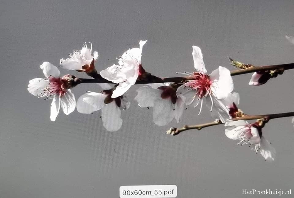 Spatscherm. Bloesem