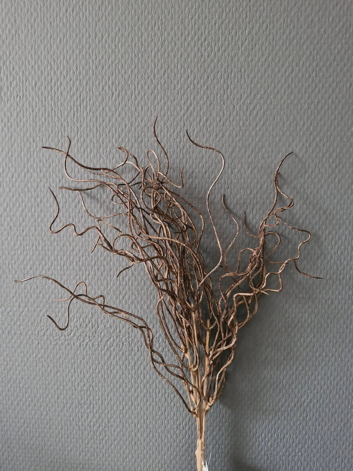 Sylxz. Twig bush brown