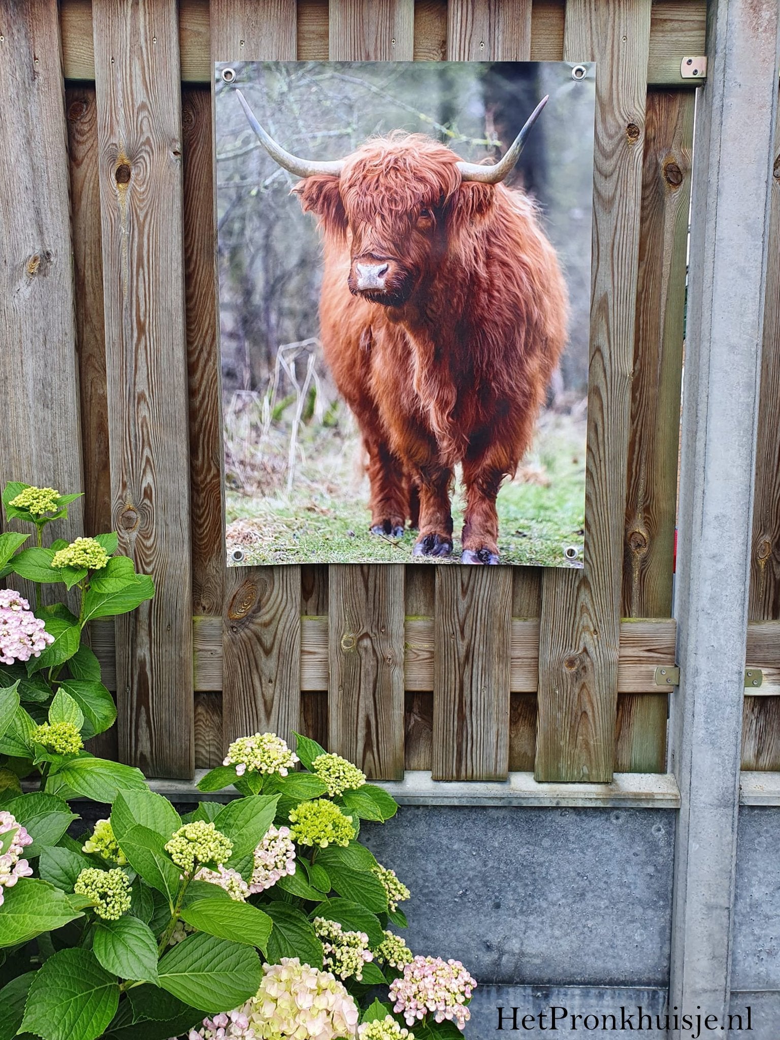 Tuinposter. Schotse hooglander