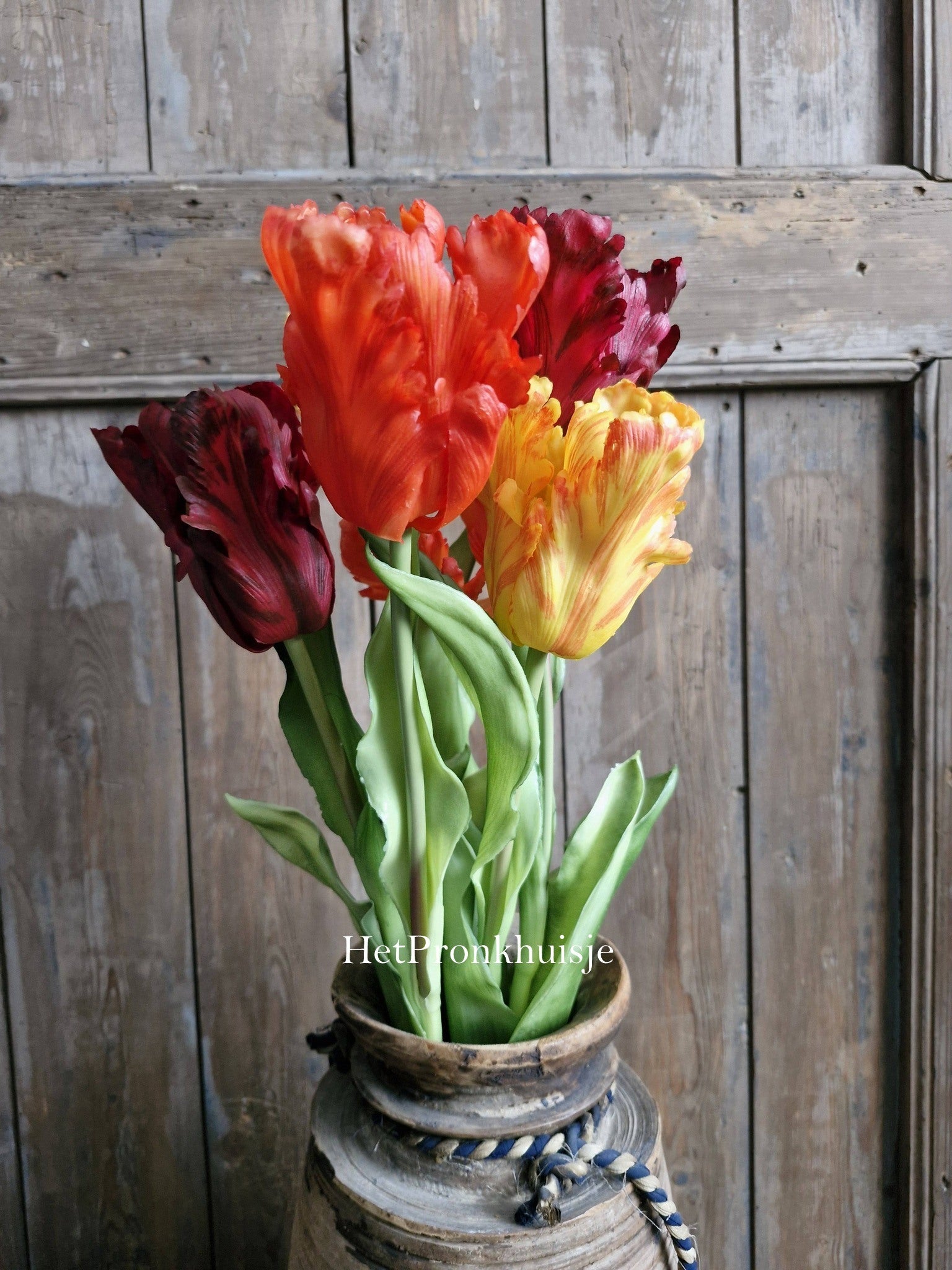 Tulp. Parrot. Mix oranje