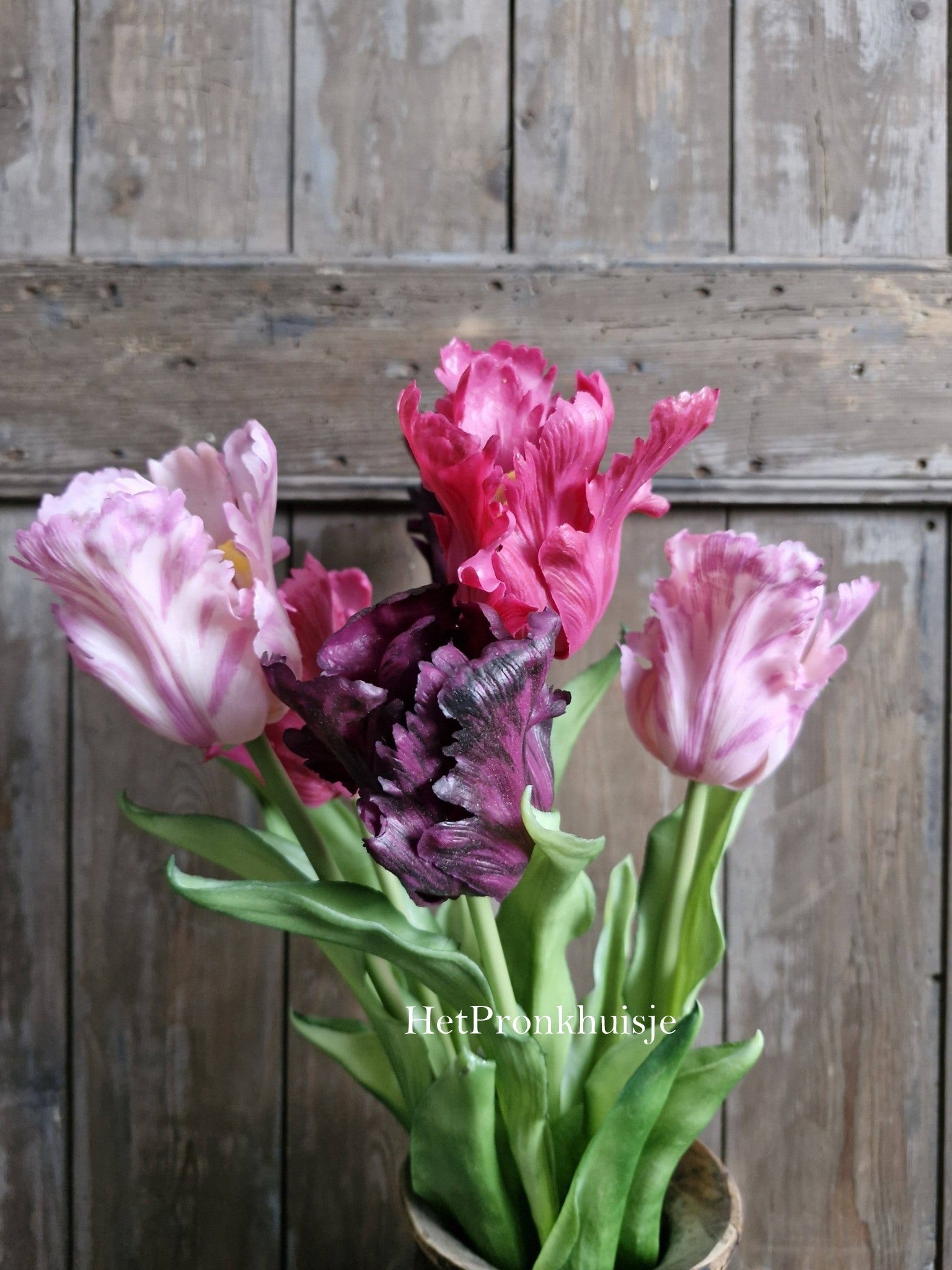 Tulp. Parrot. Mix paars roze