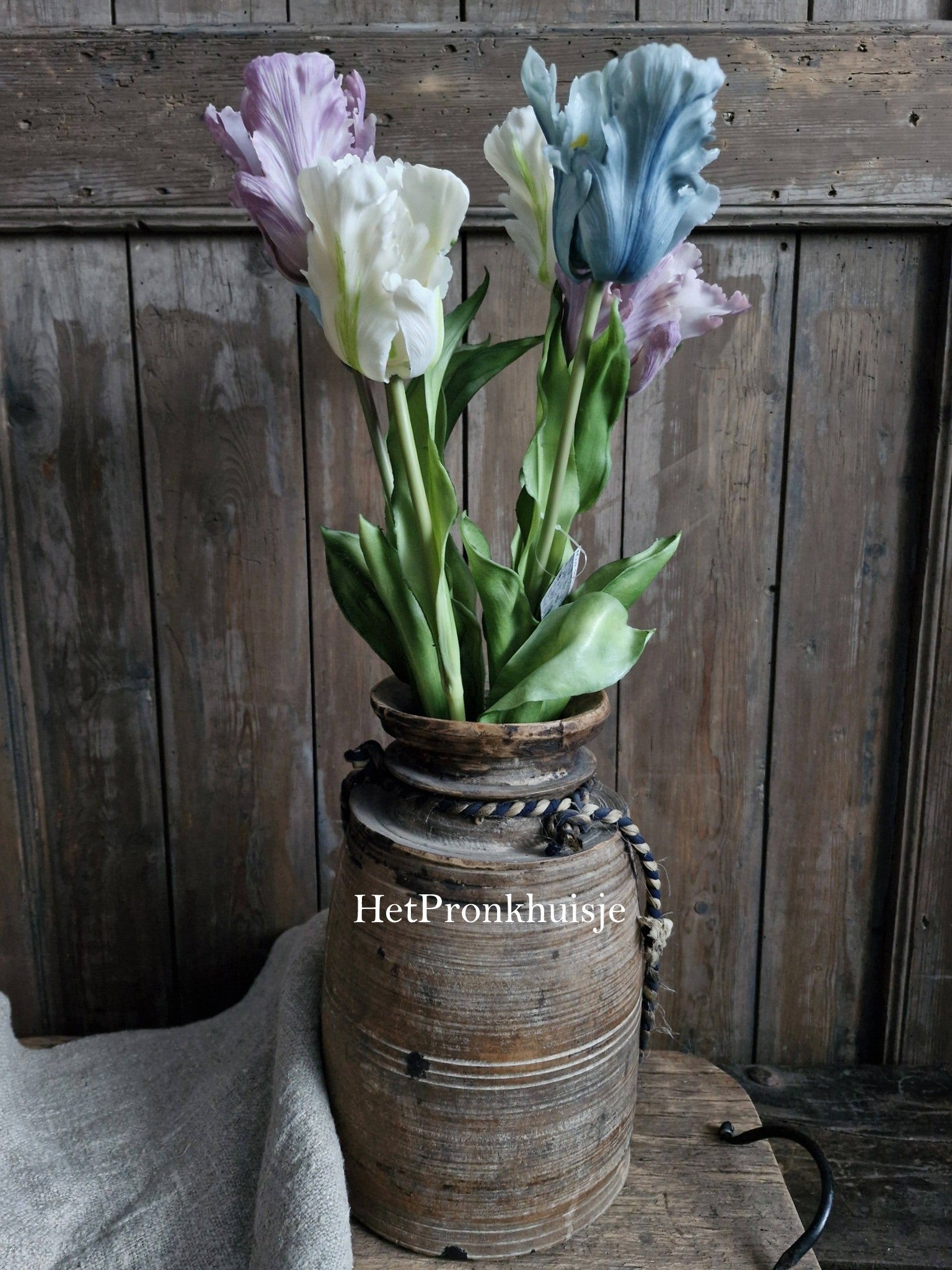 Tulp. Parrot. Mix paars wit
