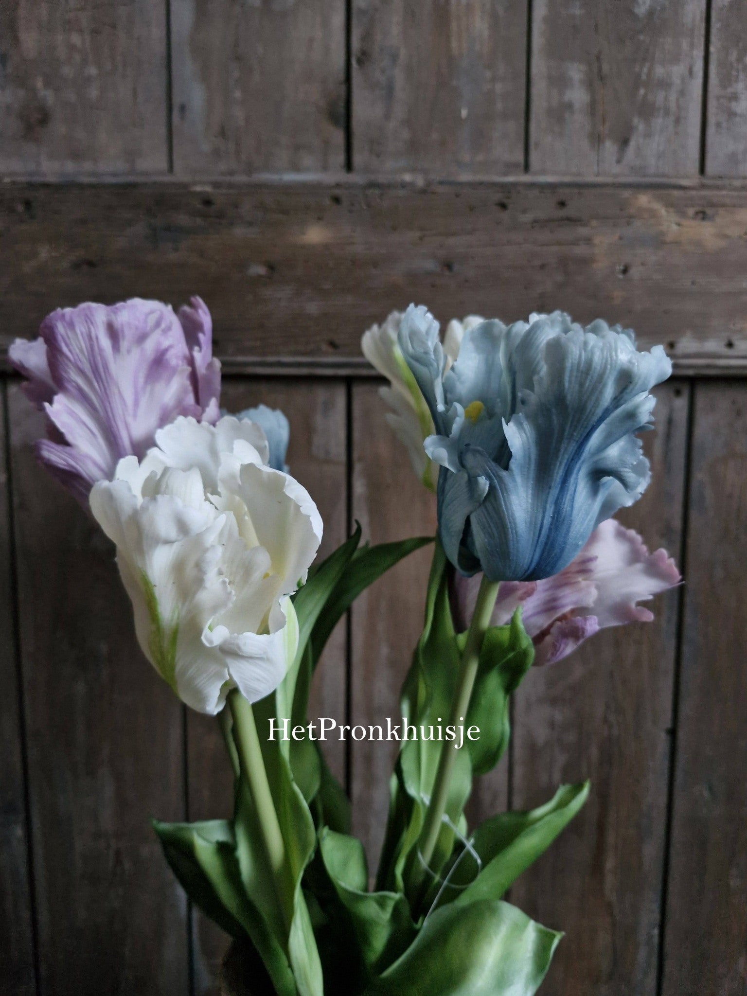 Tulp. Parrot. Mix paars wit