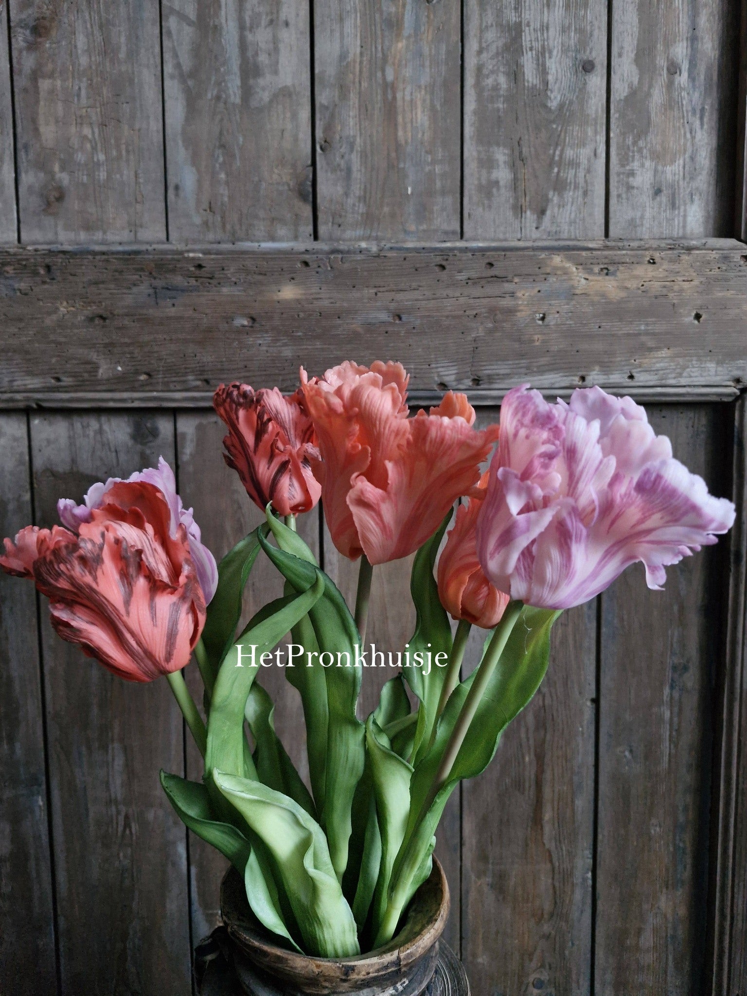 Tulp. Parrot. Mix roze