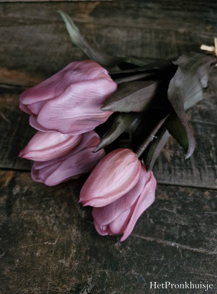 Tulp. Roze. 5 Korte stelen