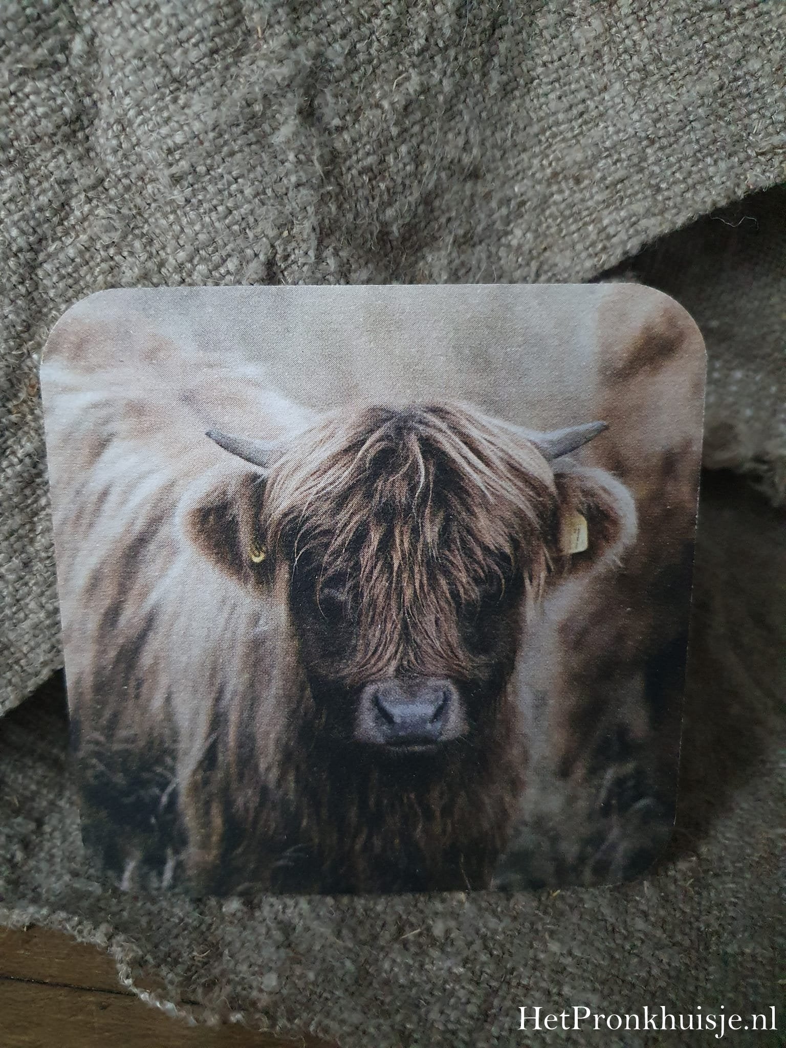 Viltje. Hooglander kalf
