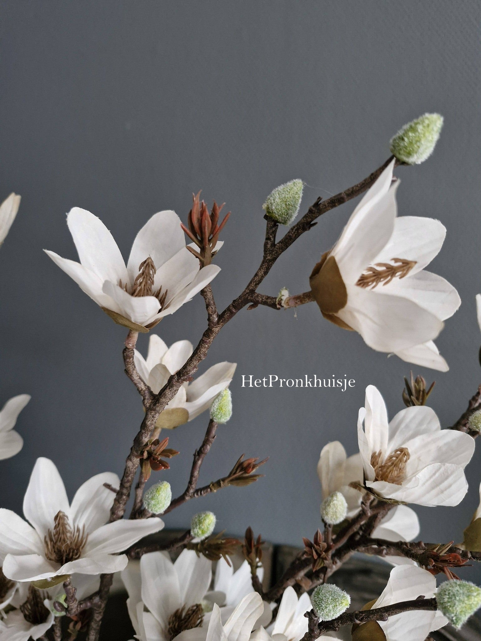 Volle Magnolia tak. Wit