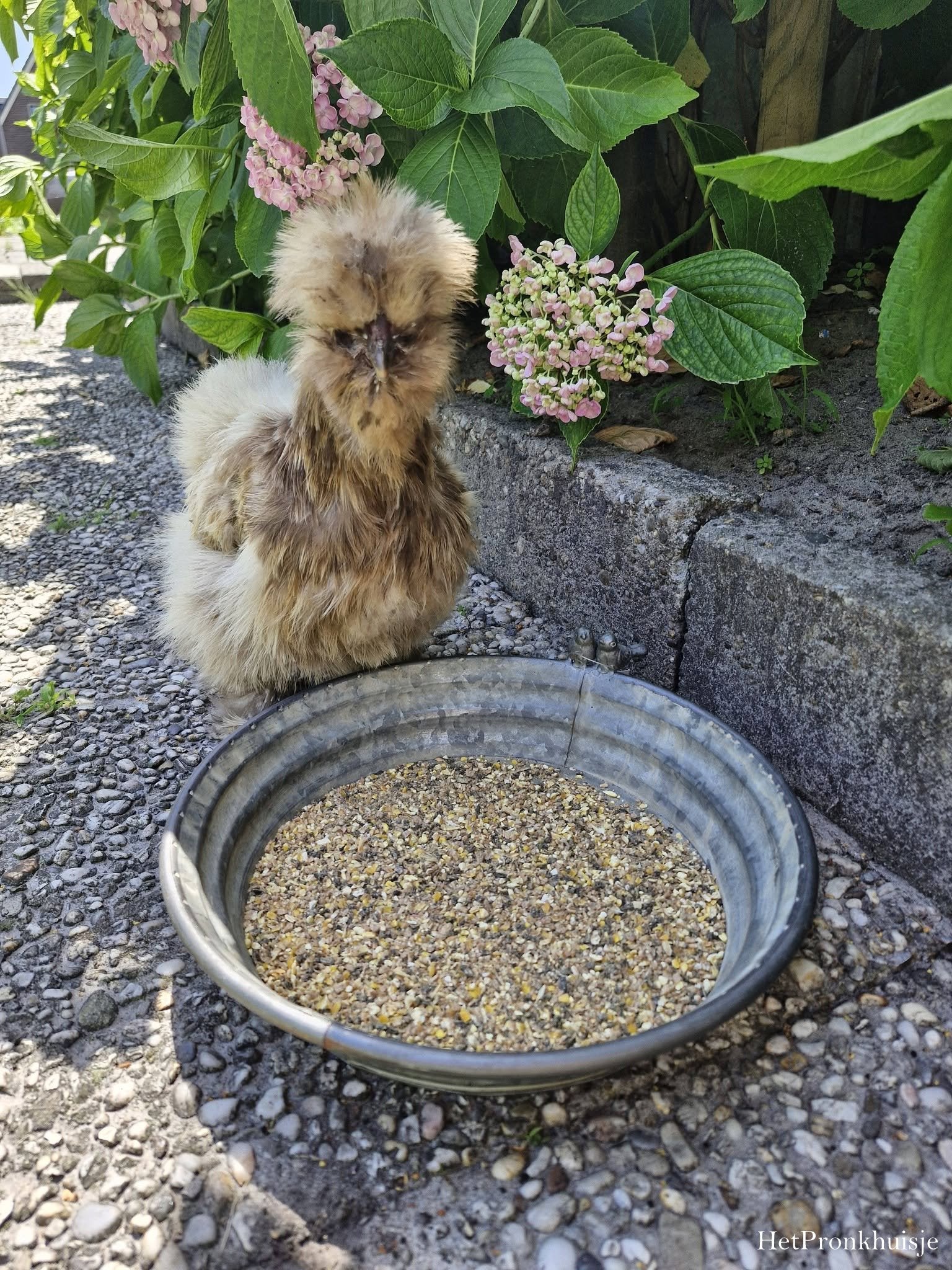 Zinken schaal. Vogel